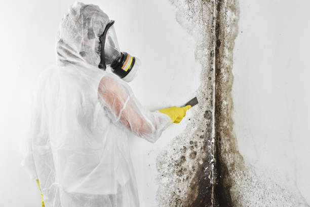 Mold Odor Removal Services in Bellerose Terrace, NY